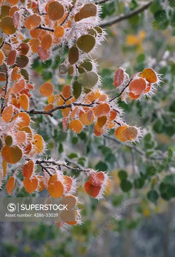 Fall-colored aspen leaves (Populus tremuloides) edge with icicles, Rocky Mtns, CO