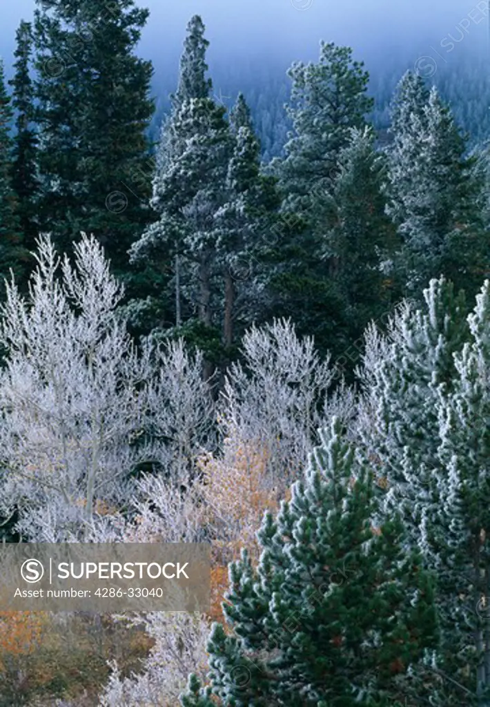 Heavy frost covers conifers and fall-colored aspen (Populus tremuloides), Rocky Mtns, CO