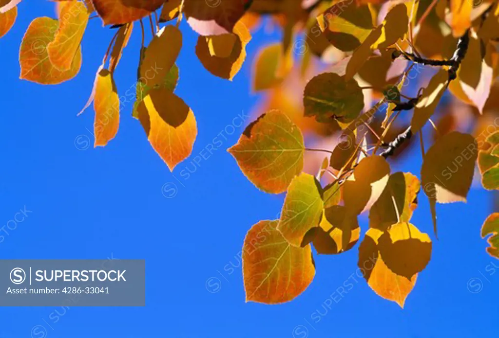 Blue sky backdrops fall-colored aspen leaves (Populus tremuloides), Rocky Mtn Nat'l Park, CO