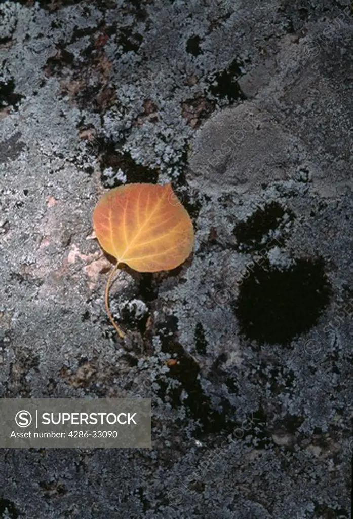 A single fall-colored aspen leaf on lichen covered rock, Rocky Mtn Nat'l Park, CO 