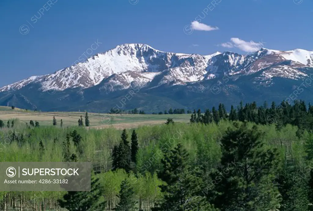 Spring scenic of snowcapped Pikes Peak with groves of aspen beneath, CO