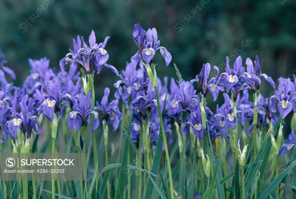 Close-up of spring growth of a wildflower garden of Rocky Mountain irises (Iris missouriensis), Rocky Mtns, CO
