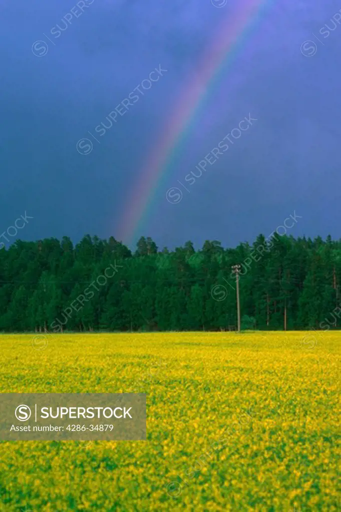 Rainbow over mustard field in Aland Islands, Finland.