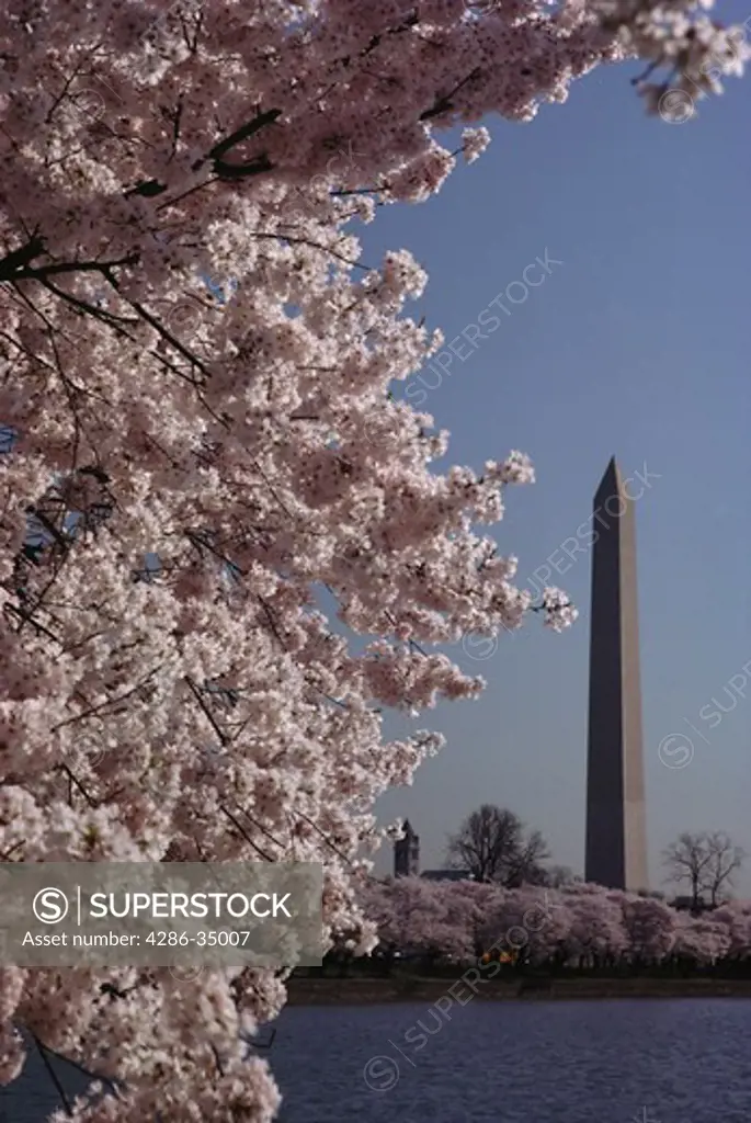 Cherry Blossoms and the Washington Monument in Washington, DC. - AB87005