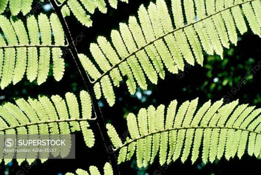 Leaf of tree fern, Colombia.