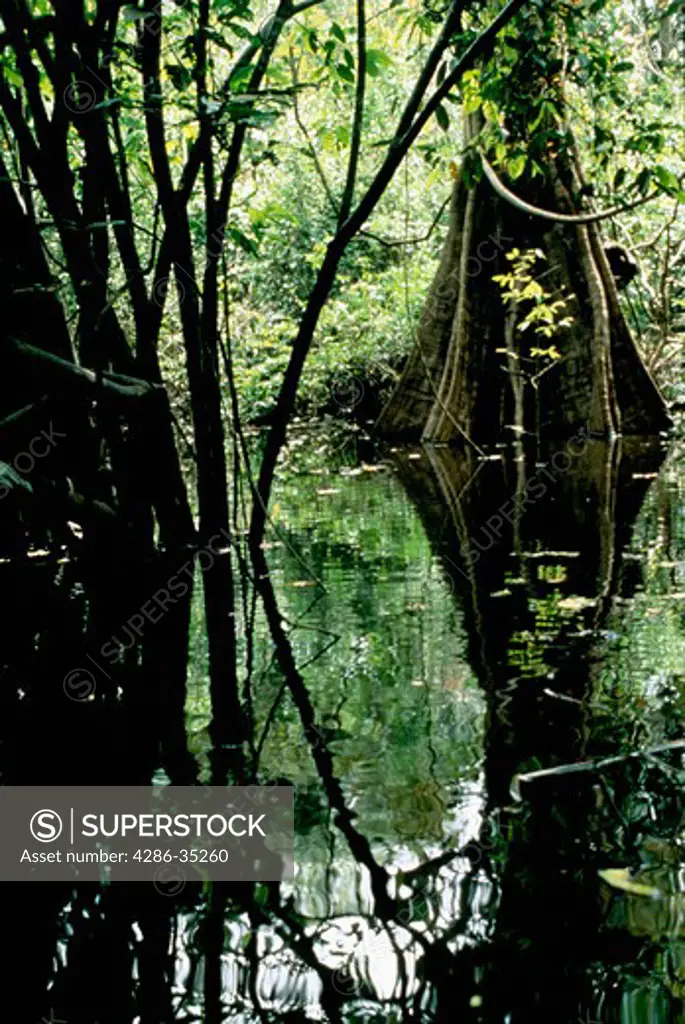 Swamp forest, Brazil.