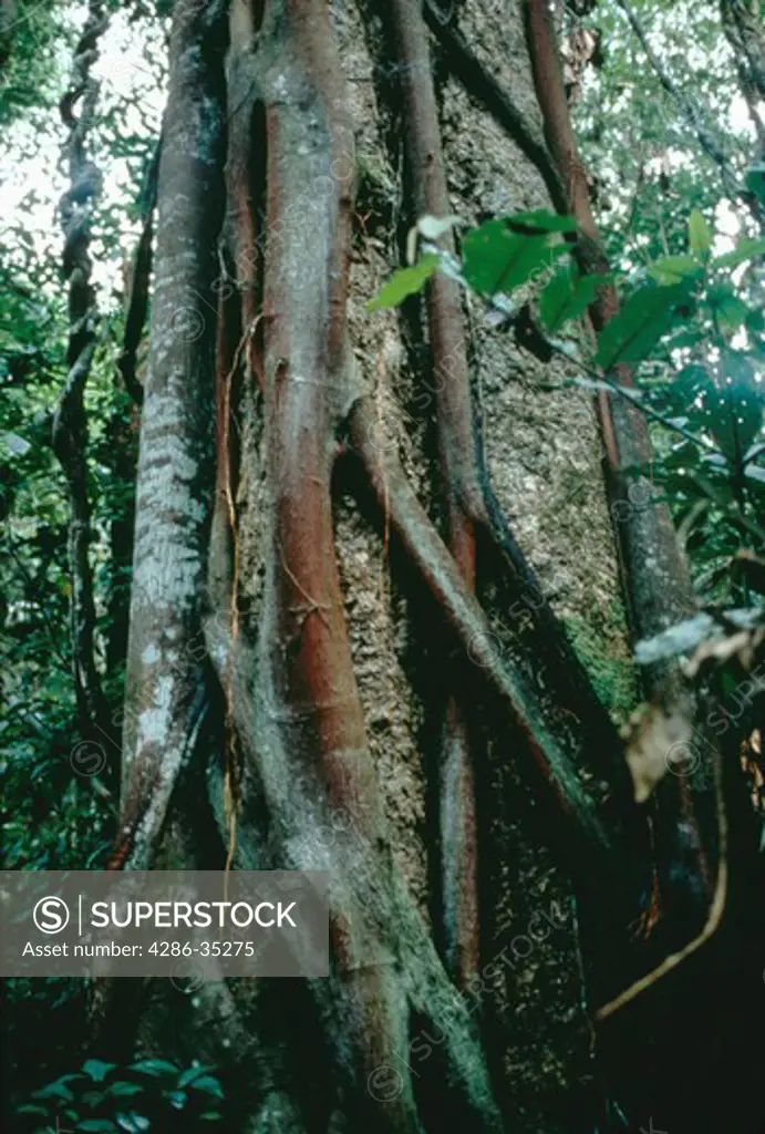 A Strangler Fig growing in the tropical rainforest of Brazil. Apui.