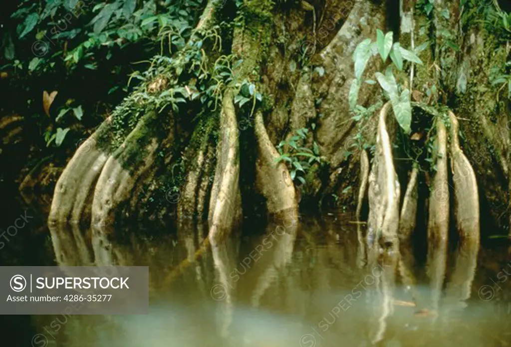 Buttresses of a tree on the bank of a small river flowing through the tropical rainforest of Brazil.