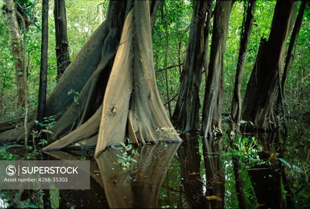 Buttresses of tree in swamp forest (mata de igapo) in Mamiraua reserve in Amazon region, Brazil.