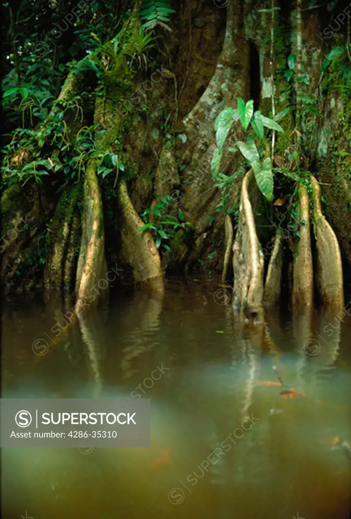 Buttresses of trees with epiphytic aroid on bank of small river in Amazon rainforest, Brazil, Para.