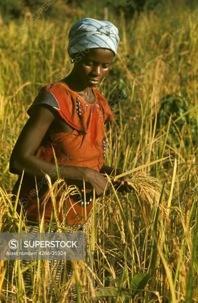 Africa, Liberia, Kpelle Tribe: woman harvesting rice.
