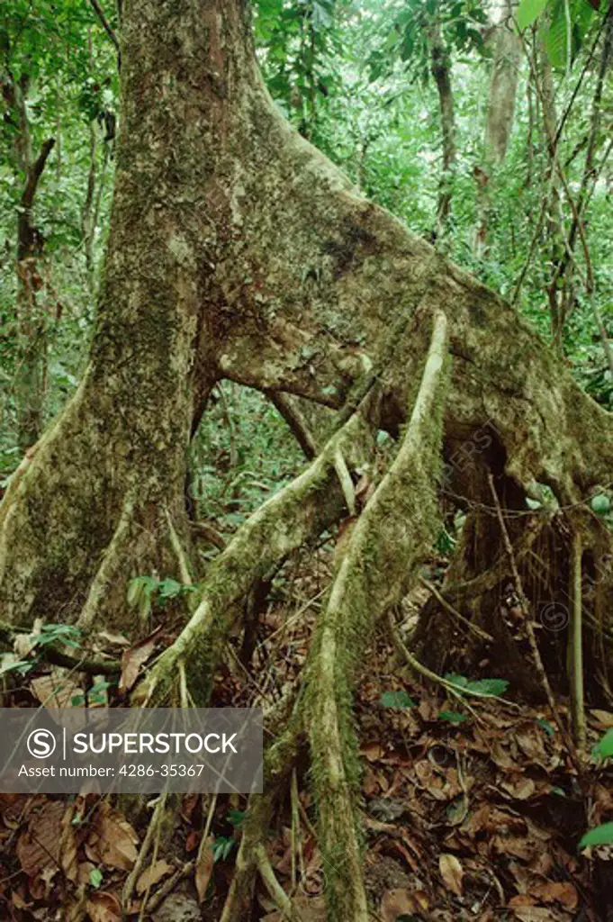 Flattened stilt roots or flying buttresses of Tarrietia utilis tree of Sterculiaceae family popularly Niangon in Tai National Park Ivory Coast West Africa
