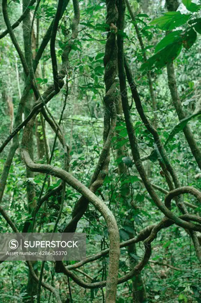 Tangle of lianas in Tropical Rain Forest, Gabon, Africa