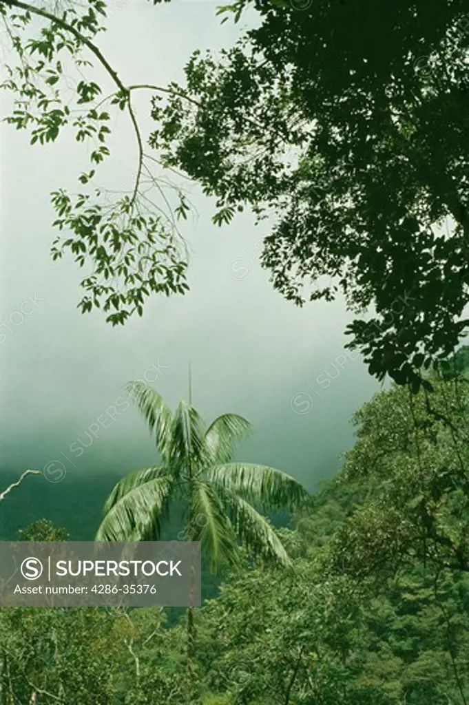 Montane rainforest also called  cloud forest in Cordillera de la Costa mountain range, Aragua State, Venezueala. Palm is Euterpe sp.