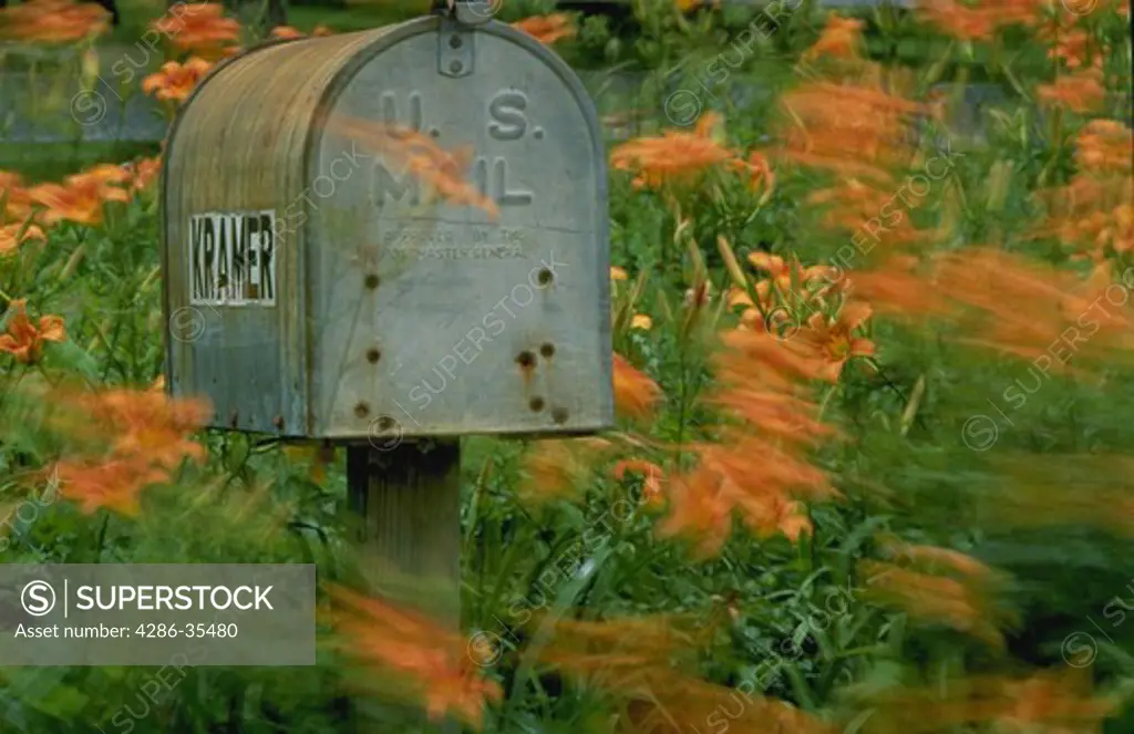 Rural mailbox with wild daylillies
