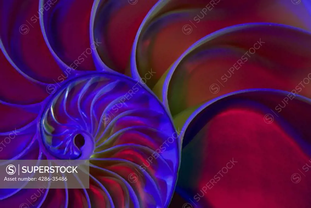 Chambered nautilus shell with colored lights
