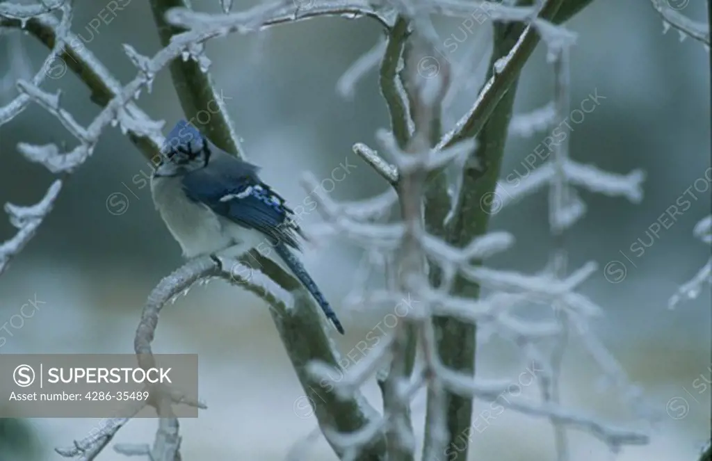 Mad Blue Jay on ice covered tree