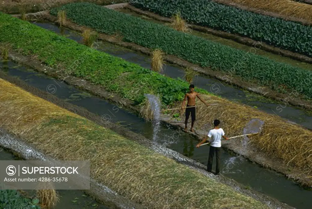 Farming by hand in third world country.  Men working in field in Thailand.   The men are irrigating by hand, using wooden poles with scoop-like ends to lift and fling water from irrigation ditches onto crops planted in mounds.  Manual labor, hard work, intense farming effort.  (Foreign Countries.  Agriculture.  Occupations.  Hard Work.)