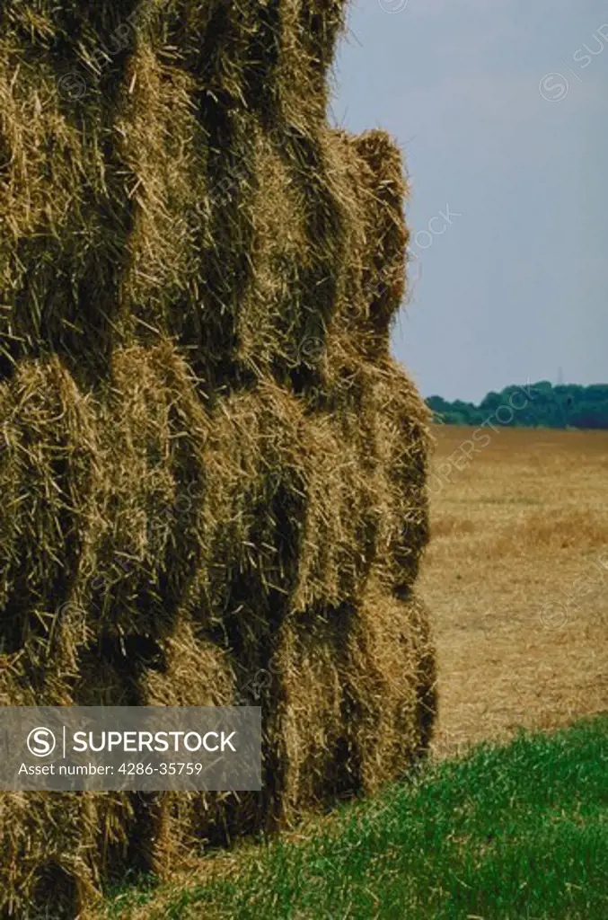 Hay, in bales, in a farm field in the state of Delaware.  (Agriculture.  Farming.  Landscapes.)