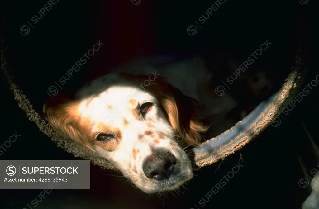 Face of an English Setter hunting dog resting in a kennel bed made from a plastic barrel.