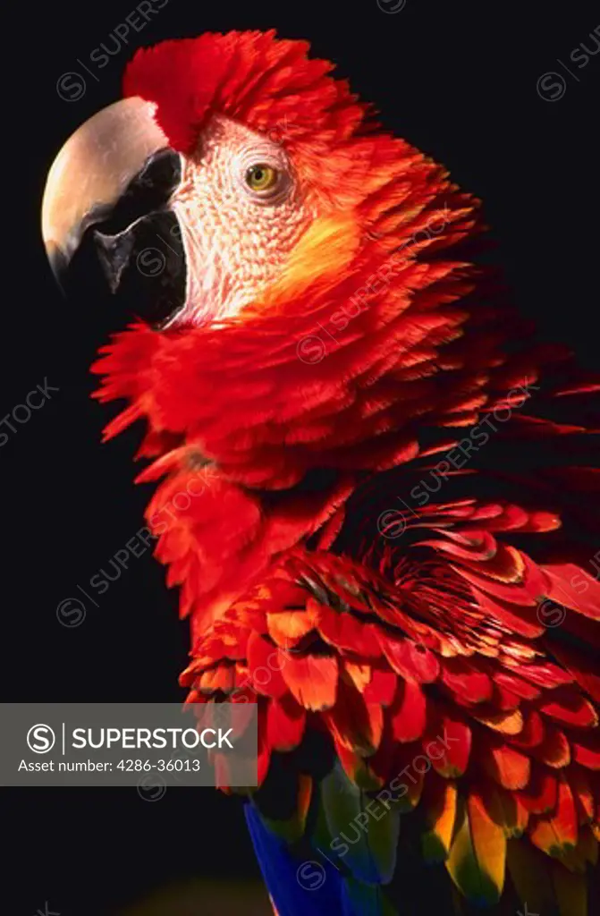 Macaw with scarlet feathers.  Ara macao.