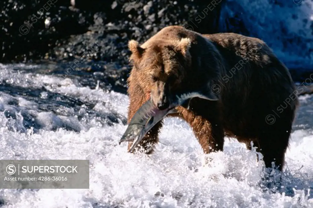 Brown Bear holding salmon catch in mouth in the McNeil River, Alaska.  Ursus arctos.