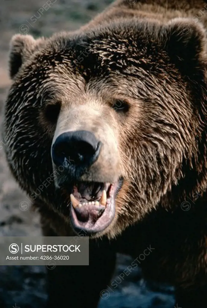 Growling brown bear, Alaskan.  Ursus arctos.