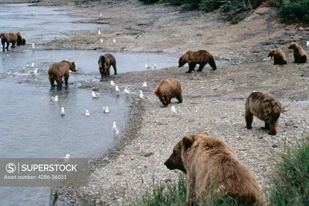 Group of Brown bears at falls along the McNeil River, Alaska.  Ursus arctos.