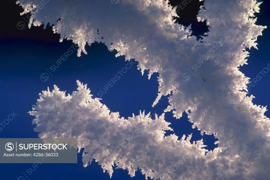 Hoarfrost ice crystals, Alaska.