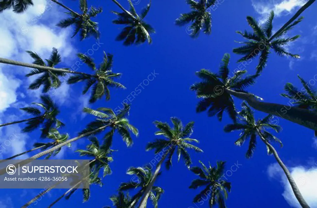 Looking up at palm trees in Coconut groves, Wailua, Kauai, Hawaii.