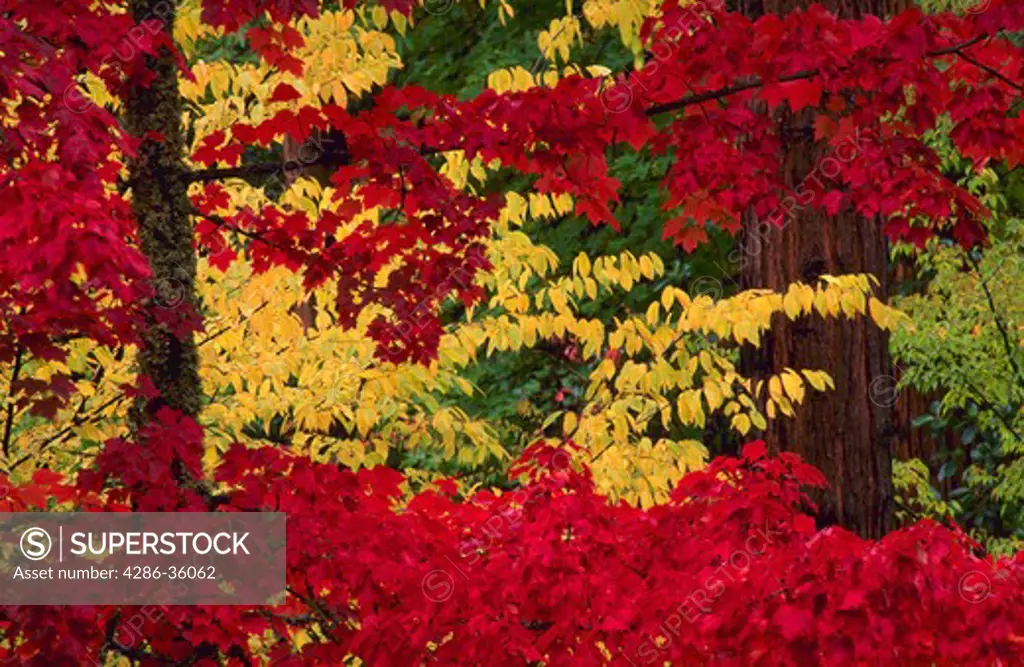 Trees with seasonal fall color in Lithia Park, Ashland, Oregon.