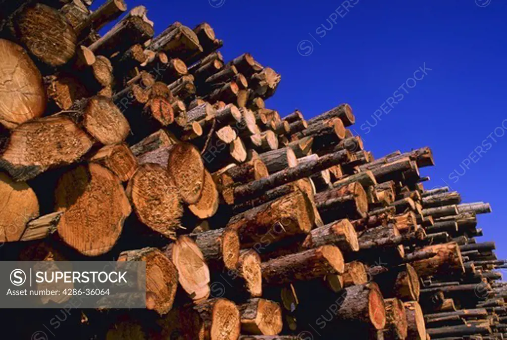 Pile of cut logs, Quesnell, British Columbia, Canada.