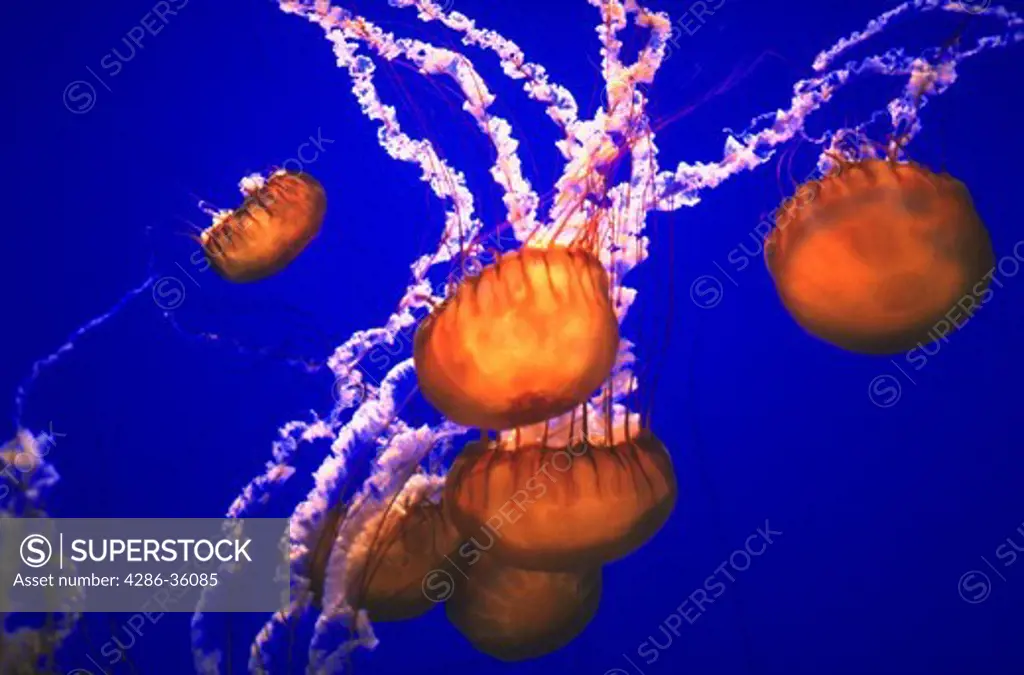 Sea Nettle jellyfish.  Chrysaoram fuscesens.