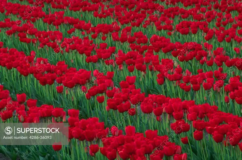 Red tulip fields, Skagit Valley, Mount Vernon, Washington.