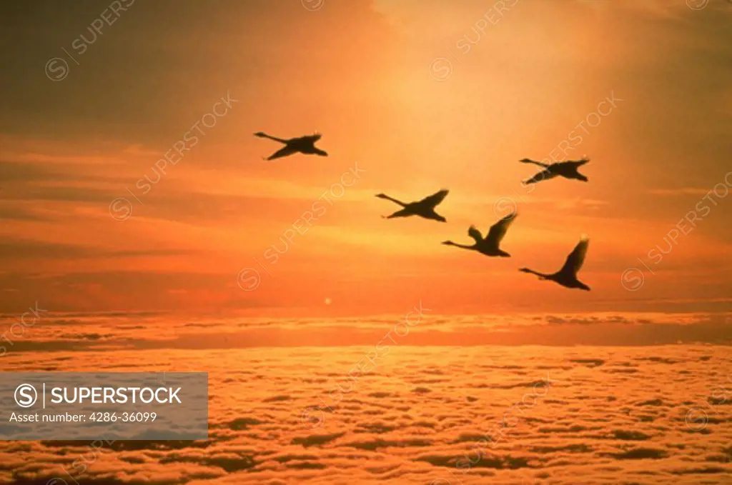 Silhouette of swans flying above the clouds at sunset.