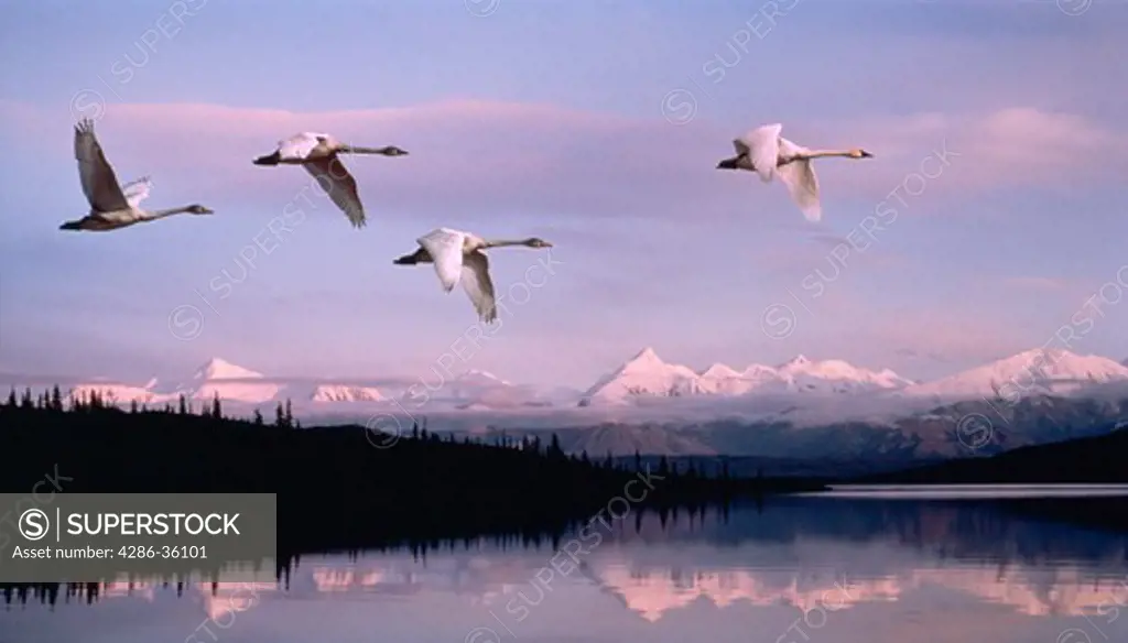 Swans flying over Alaska Range, Denali National Park, Alaska.