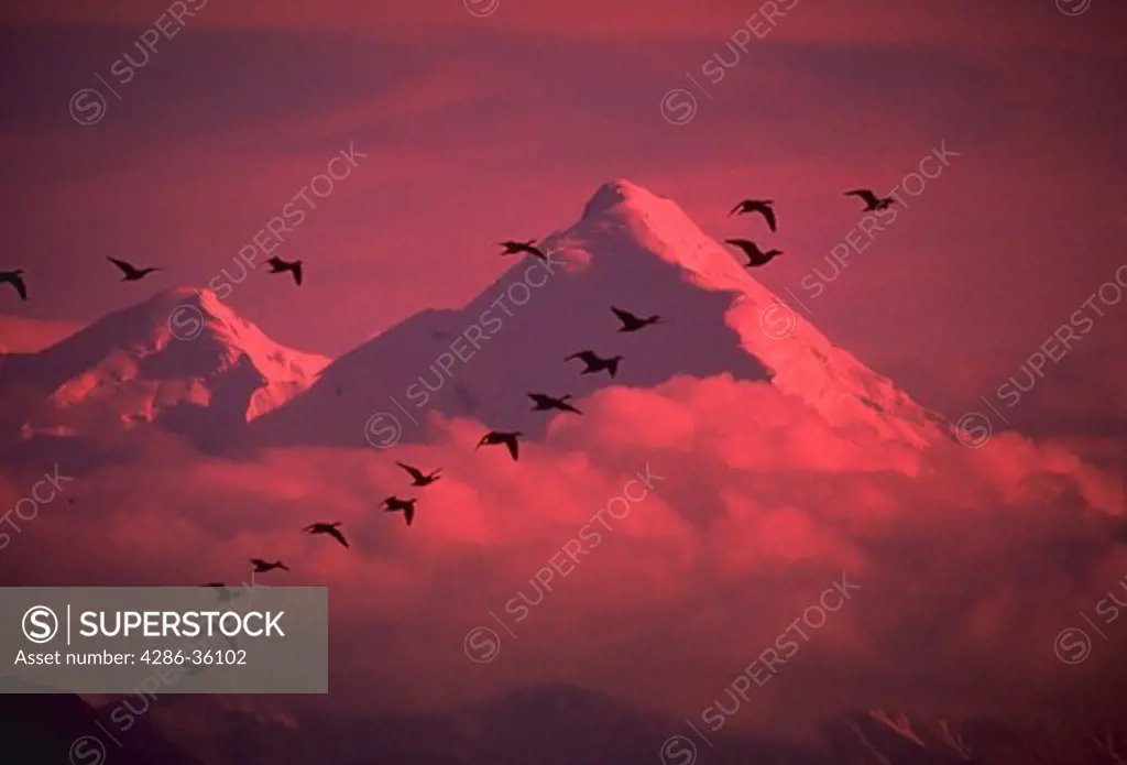 Silhouette of geese flying over clouds against mountains.