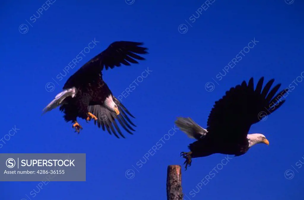 Two bald eagles taking flight from their perch, Alaska.