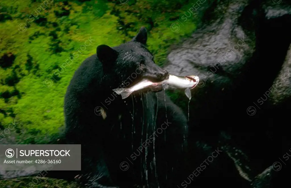 Black bear with a salmon catch in his mouth, Alaska.