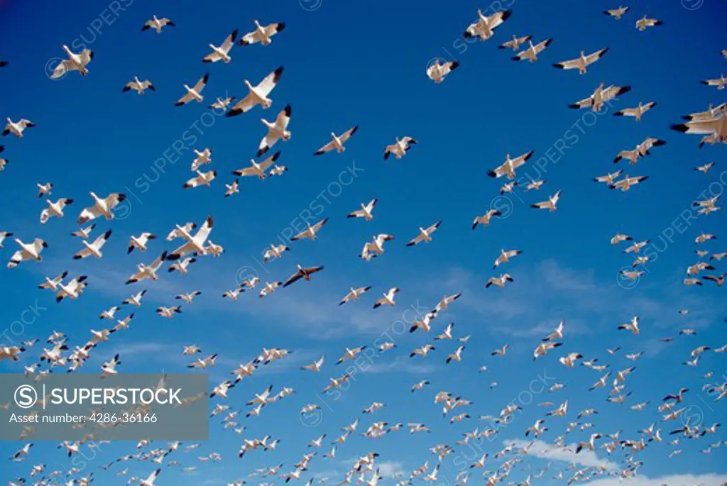 Multitude of flying Snow Geese (Chen caerulescene) taken in Bosque Del Apache in New Mexico. 