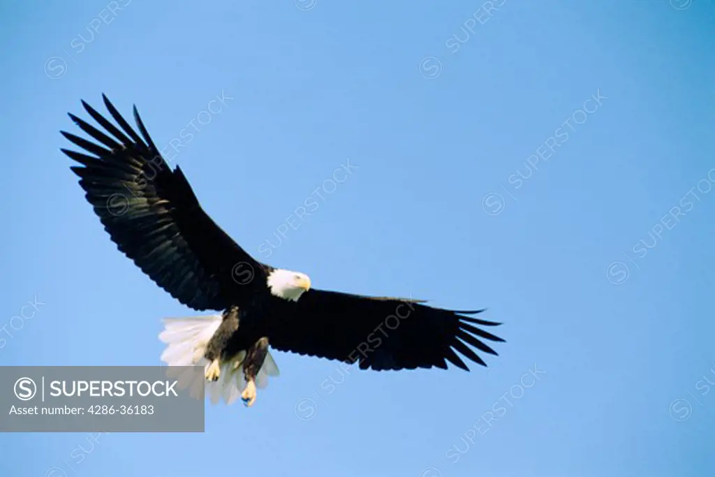 Aerial view of a Bald Eagle flying in the blue sky taken in Alaska. 