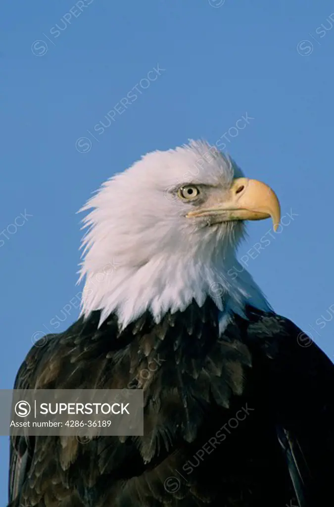 Close-up view of a Bald Eagle taken in Alaska. 