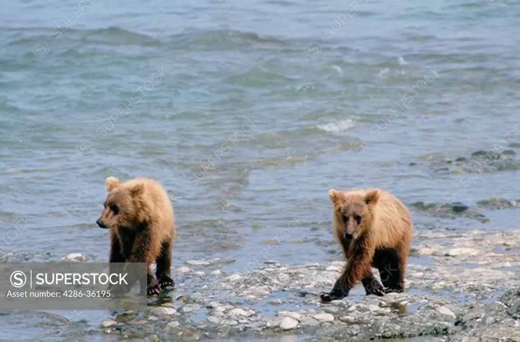 Pair of brown bear (Ursus arctos) cubs in shallow water of the McNeil River in Alaska. 