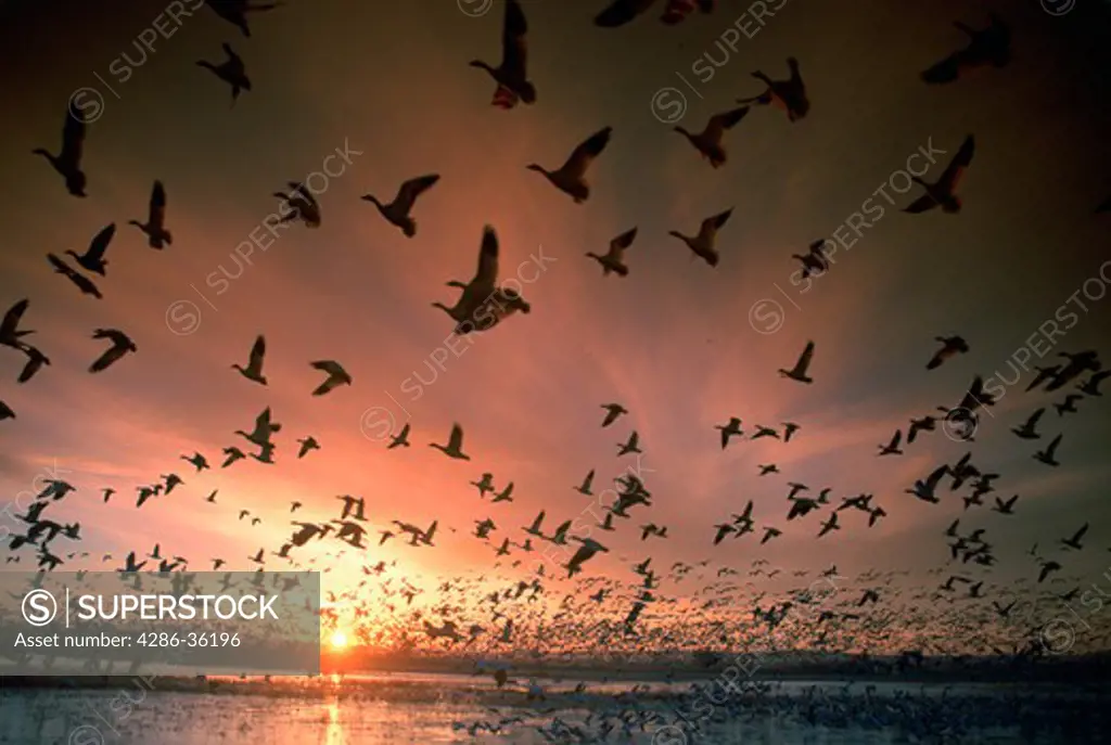 Snow geese (Chen caerulescens) in flight as the sunsets in Bosque Del Apache, New Mexico. 