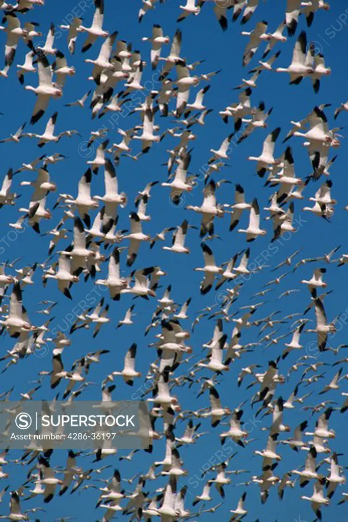 Aerial view of Snow geese (Chen caerulescens) in flight in Bosque Del Apache, New Mexico. 