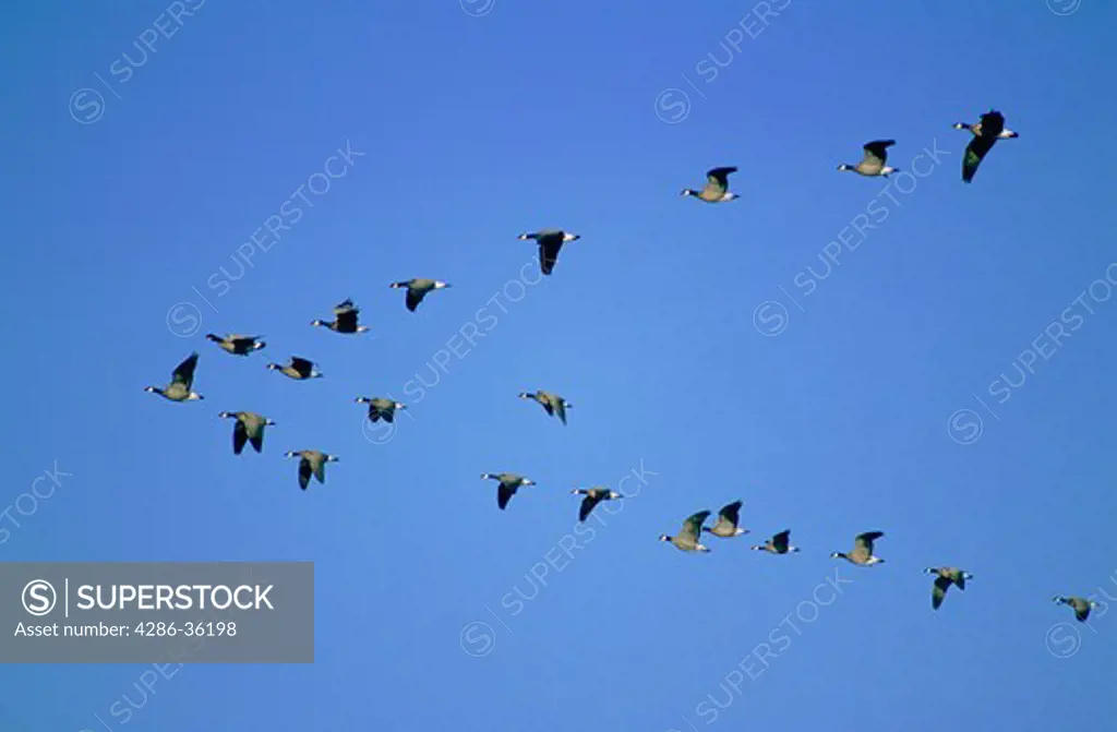 Canadian geese in flight formation in California. 