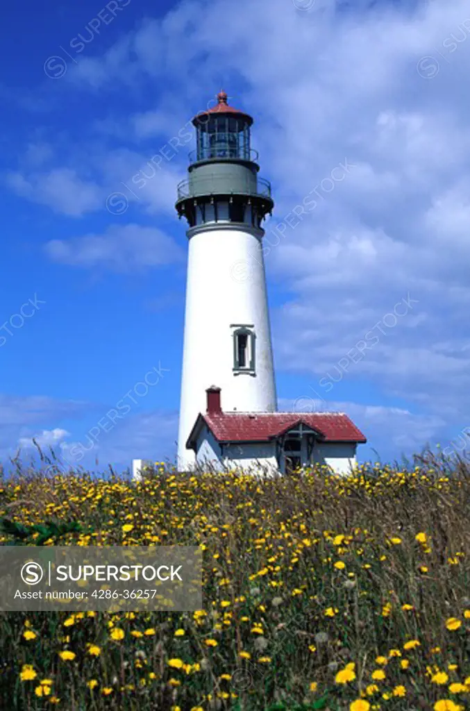 Historic Yaquina Head Lighthouse tower over a field of flowers in Oregon.