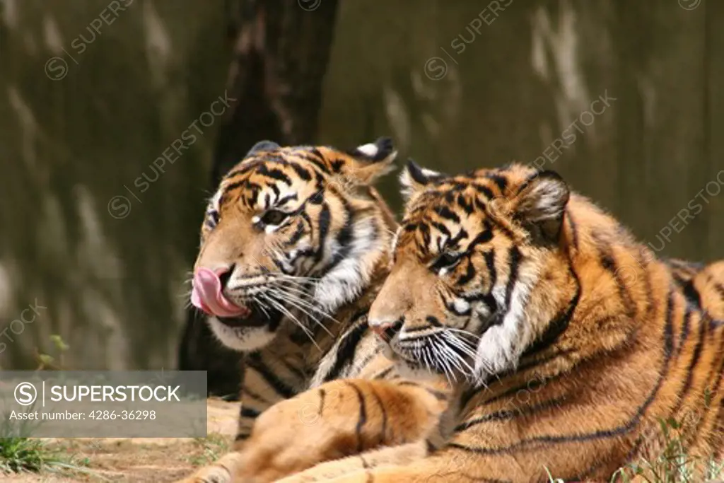 Two large tigers laying next to each other while one licks his mouth. 