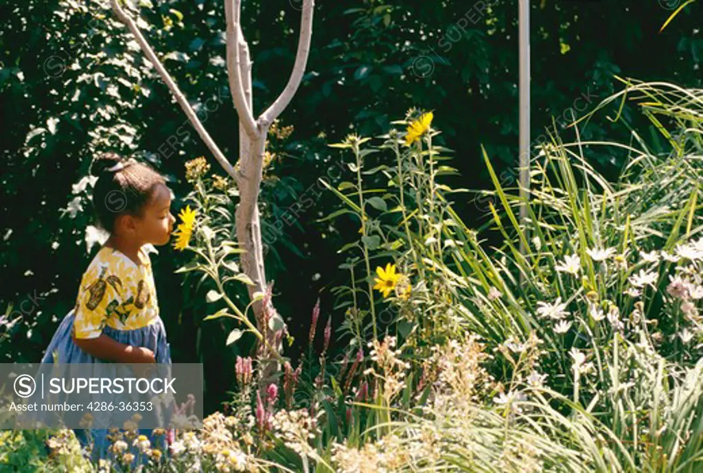A young, African-American girl standing outside smelling the flowers . 