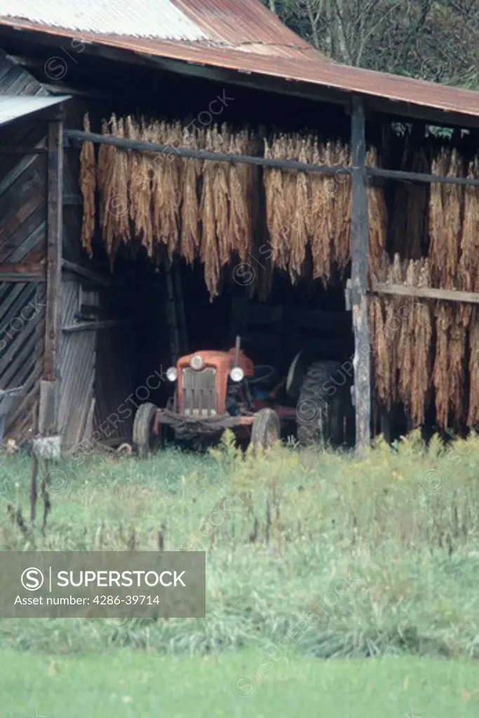 Tobacco plants curing in a barn while suspended over an old tractor, Madison County, NC